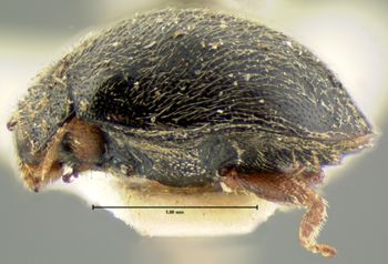 Media type: image;   Entomology 6744 Aspect: habitus lateral view